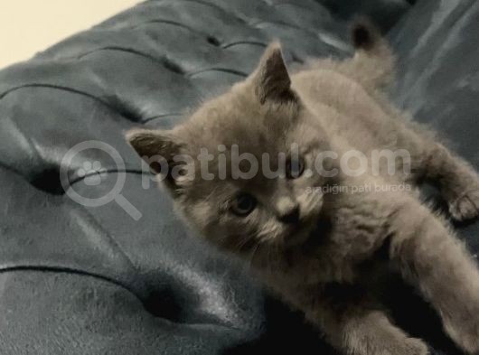 Safkan Seçereli, Çok Uygun Fiyata Yavrular görsel