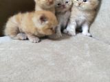 Yavru Mavi Gözlü Garfield Lar Yuva Arıyorlar