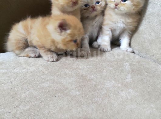 Yavru Mavi Gözlü Garfield Lar Yuva Arıyorlar görsel