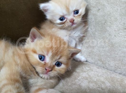 Yavru Mavi Gözlü Garfield Lar Yuva Arıyorlar görsel