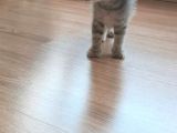 Scottish Fold Yavrularım