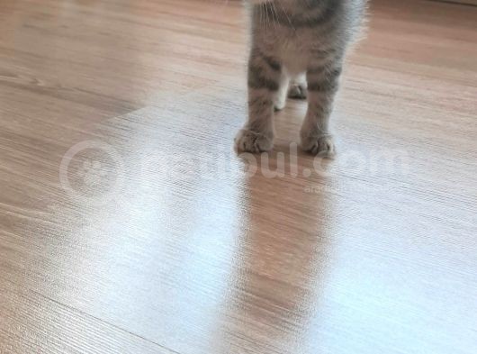 Scottish Fold Yavrularım görsel