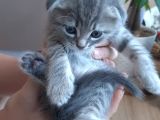 Scottish Fold Yavrularım