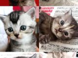 British Shorthair Sevimli Ve Oyuncu Yavru Kedilerimiz