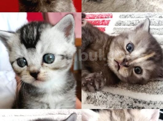 British Shorthair Sevimli Ve Oyuncu Yavru Kedilerimiz