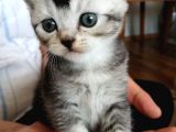 British Shorthair Sevimli Ve Oyuncu Yavru Kedilerimiz