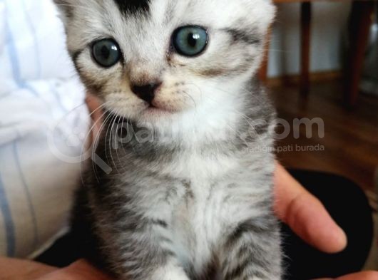 British Shorthair Sevimli Ve Oyuncu Yavru Kedilerimiz görsel
