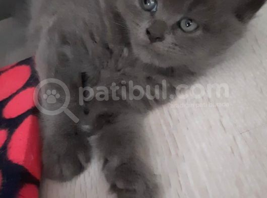 Schotish Straight Blue Longhair