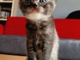 British Shorthair Sevimli Ve Oyuncu Yavru Kedilerimiz