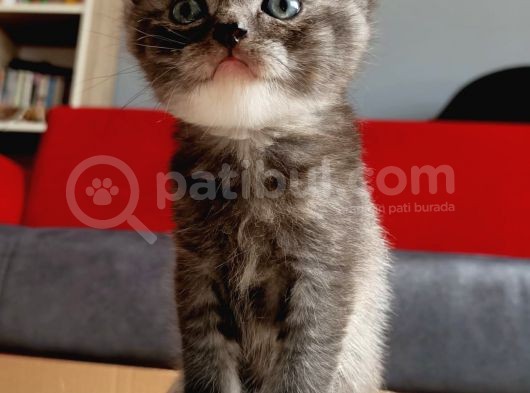 British Shorthair Sevimli Ve Oyuncu Yavru Kedilerimiz görsel