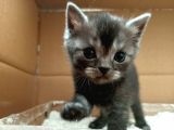 British Shorthair Sevimli Ve Oyuncu Yavru Kedilerimiz