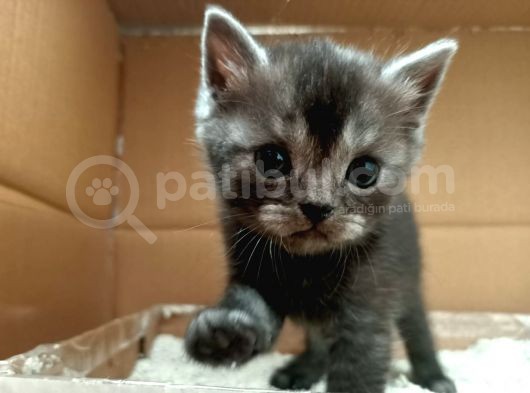 British Shorthair Sevimli Ve Oyuncu Yavru Kedilerimiz görsel