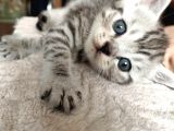 British Shorthair Sevimli Ve Oyuncu Yavru Kedilerimiz