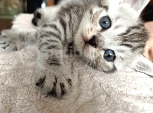 British Shorthair Sevimli Ve Oyuncu Yavru Kedilerimiz görsel