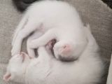 Scottish Fold Yavrularım