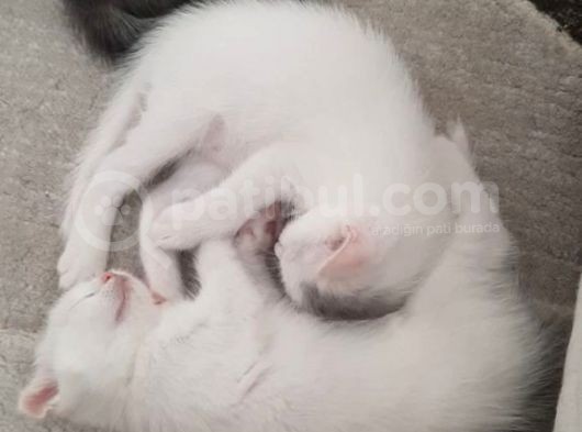 Scottish Fold Yavrularım görsel
