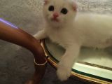 Scottish Fold Yavrularım