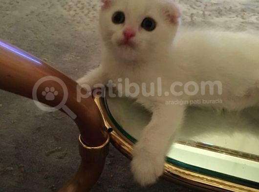 Scottish Fold Yavrularım görsel