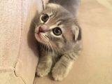 Scottish Fold Yavrularım