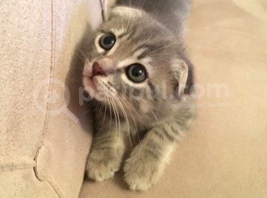 Scottish Fold Yavrularım