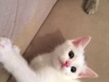 Scottish Fold Yavrularım