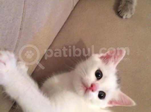 Scottish Fold Yavrularım görsel
