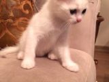 Scottish Fold Yavrularım