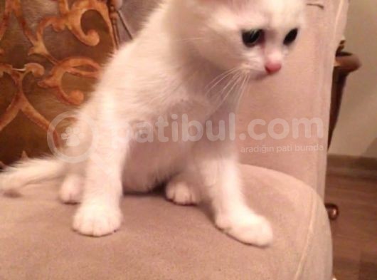 Scottish Fold Yavrularım görsel