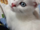 Odd Eyes Schotish Fold