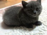 1.5 aylık British Shorthair Yavruları