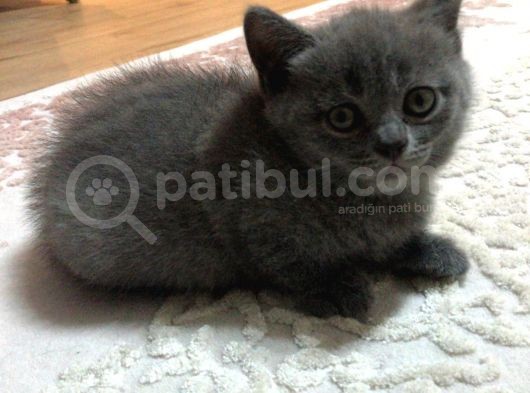 1.5 Aylık British Shorthair Yavruları