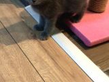 1.5 Aylık British Shorthair Yavruları
