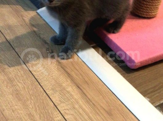 1.5 Aylık British Shorthair Yavruları görsel
