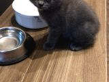 1.5 Aylık British Shorthair Yavruları