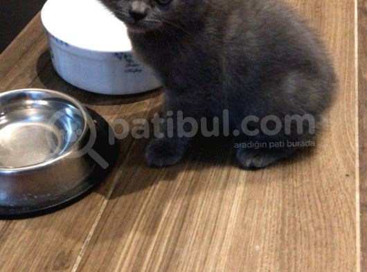 1.5 Aylık British Shorthair Yavruları görsel