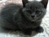 1.5 Aylık British Shorthair Yavruları