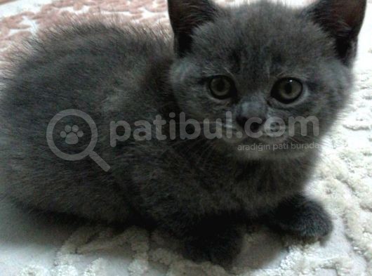 1.5 Aylık British Shorthair Yavruları görsel
