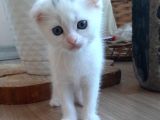 Scottish Fold Yavrularım