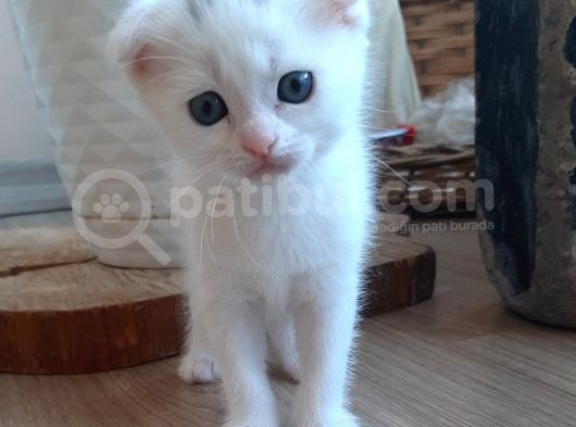 Scottish Fold Yavrularım görsel