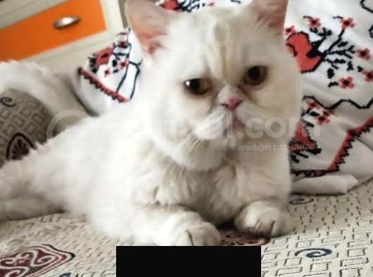 Yavru Mavi Gözlü Garfield Lar Yuva Arıyorlar görsel
