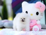 Kore Kanı Secereli Pomeranian Boo Yavrularımız