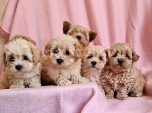 Anne Baba Maltipoo Bebeklerimiz