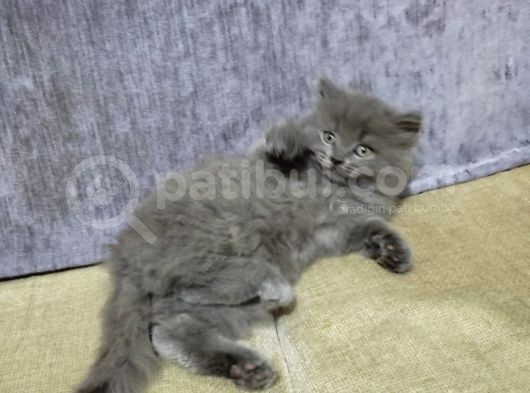 2 Aylık Scottish Straight Longhair görsel
