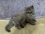 2 Aylık Scottish Straight Longhair