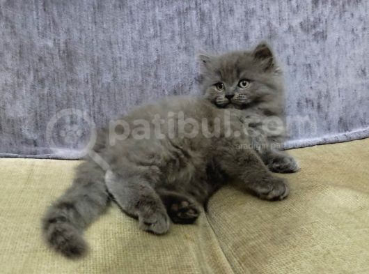 2 Aylık Scottish Straight Longhair