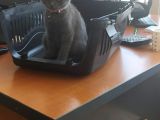 Scottish Fold 2 Aylık Dişi Kedimiz Dün Alınmıştır Çocuktan Dolayı Vermek Durumundayım