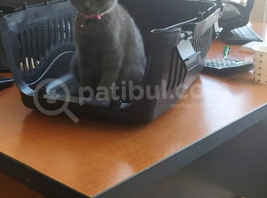 Scottish Fold 2 Aylık Dişi Kedimiz Dün Alınmıştır Çocuktan Dolayı Vermek Durumundayım görsel