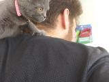 Scottish Fold 2 Aylık Dişi Kedimiz Dün Alınmıştır Çocuktan Dolayı Vermek Durumundayım