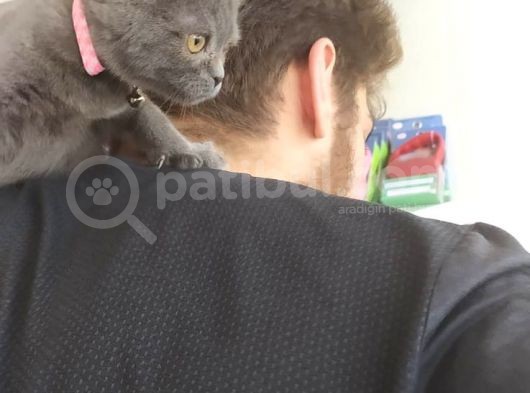 Scottish Fold 2 Aylık Dişi Kedimiz Dün Alınmıştır Çocuktan Dolayı Vermek Durumundayım görsel