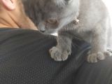 Scottish Fold 2 Aylık Dişi Kedimiz Dün Alınmıştır Çocuktan Dolayı Vermek Durumundayım